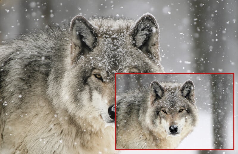 Two gray wolves stand close together in falling snow; their fur dusted with snowflakes. The wolf in the foreground is facing the camera, and both appear alert. A red rectangle highlights the wolf in front.