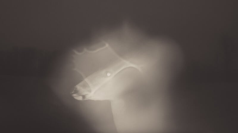 A ghostly, glowing silhouette of a deer stands in a dark, misty landscape. The image is ethereal and blurry, with soft white light illuminating the deer’s head and antlers against a shadowy background.