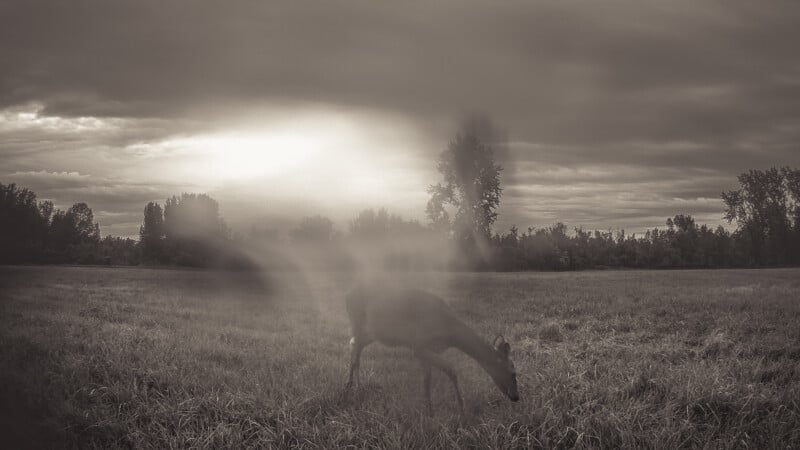 A deer grazes in a grassy field under a cloudy sky, with sunlight creating a hazy, dreamy effect in the center of the black and white image. Trees line the background.