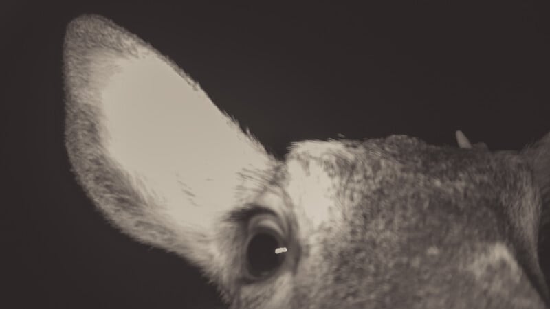 Close-up, black-and-white image of a rabbit’s face, focusing on one large ear and one wide eye, with the rest of the rabbit partially out of frame against a dark background.