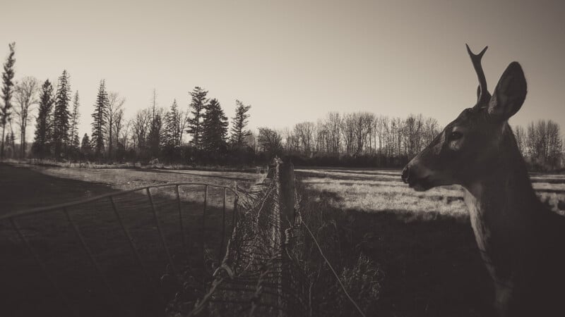 A black and white photo shows a deer with antlers standing beside a wire fence, gazing across an open field bordered by leafless trees and evergreens under a clear sky.