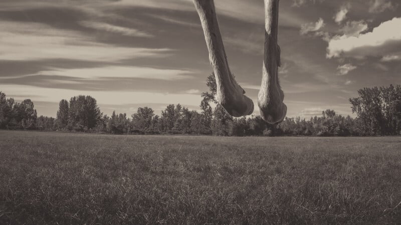 A sepia-toned image shows the lower legs of a large animal, likely a horse, suspended in midair above a grassy field with trees in the background and a partly cloudy sky overhead.
