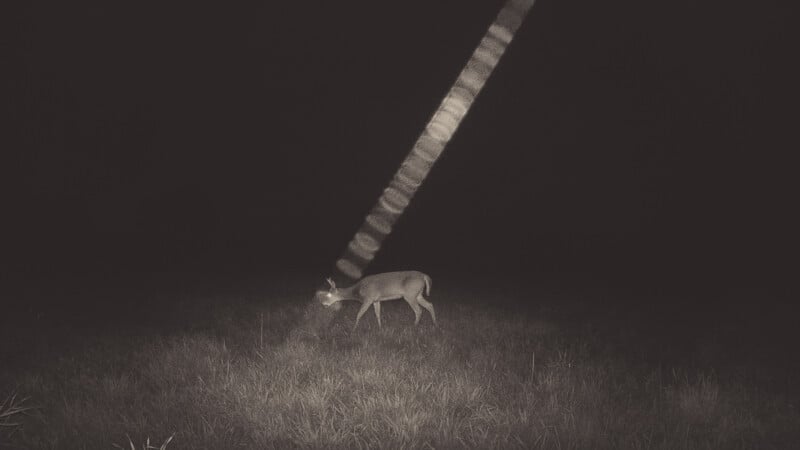 A deer stands in the middle of a grassy field at night, illuminated by a beam of light that cuts diagonally across the dark background. The deer’s eyes reflect the light, creating a glowing effect.
