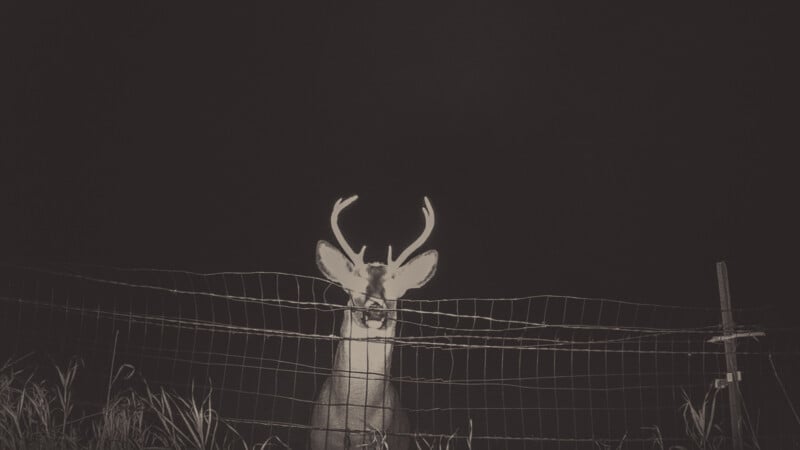 A deer with antlers stands behind a wire fence at night, illuminated by a bright light against a dark background. Tall grass is visible in the foreground.