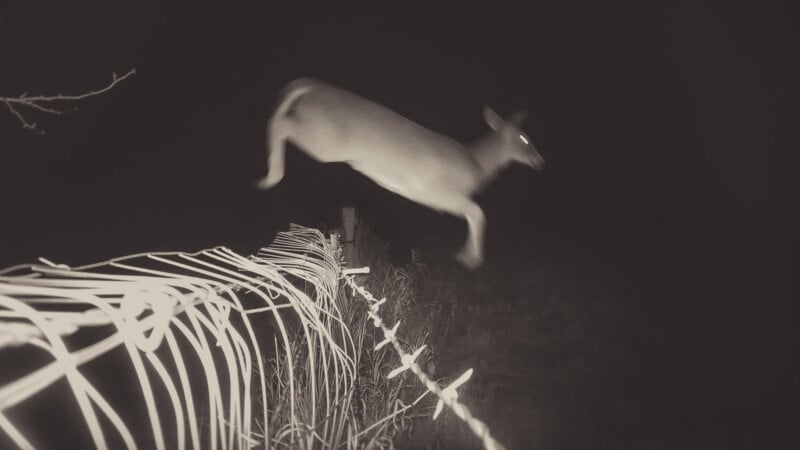 A deer caught mid-air at night as it leaps over a wire fence, illuminated by a flash, with glowing eyes and a dark background.