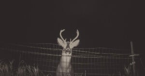 A deer with antlers stands behind a wire fence at night, illuminated by a bright light. Tall grass is visible in front of the fence, and the background is completely dark.