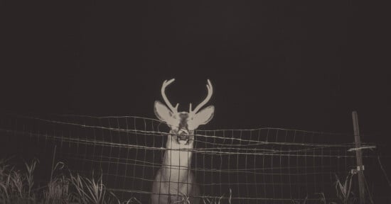 A deer with antlers stands behind a wire fence at night, illuminated by a bright light. Tall grass is visible in front of the fence, and the background is completely dark.