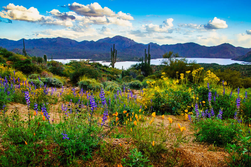 A vibrant desert landscape with colorful wildflowers, tall cacti, shrubs, and a large lake in the background, set against distant mountains under a partly cloudy blue sky.