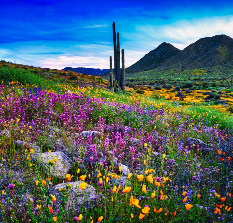 A vibrant desert landscape with blooming wildflowers in purple, yellow, and orange, scattered rocks, tall cacti, and distant mountains under a blue sky with wispy clouds.