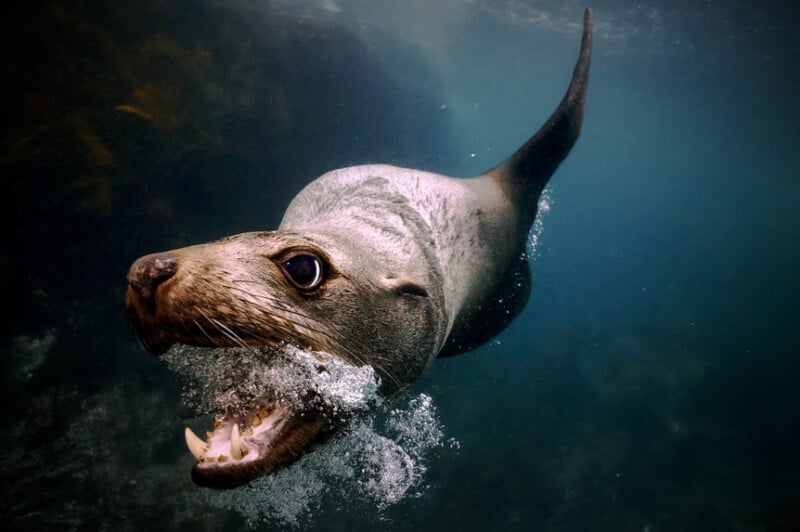 A sea lion swims underwater with its mouth open, creating bubbles. Its head is close to the camera, and the background shows dark, blurry rocks and water.
