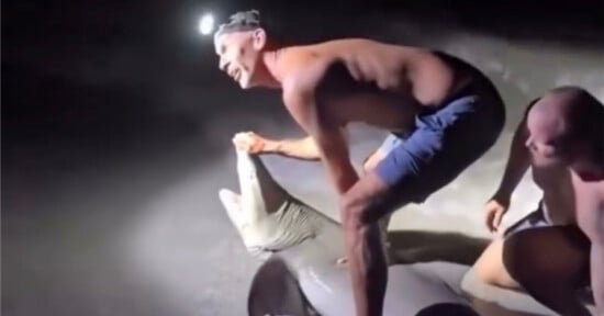 Two men, one wearing a headlamp, crouch on the sand at night, holding a large shark near the water's edge. The man in front is smiling and gripping the shark's head while the other supports from behind.