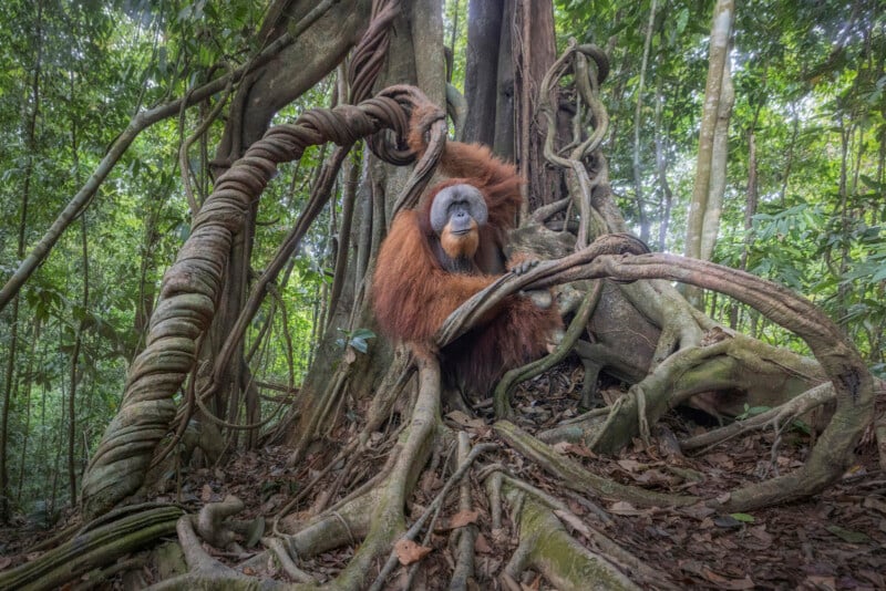 An orangutan sits among large tangled tree roots and vines in a dense, green rainforest, looking toward the camera with a calm expression. Sunlight filters through the leafy canopy above.