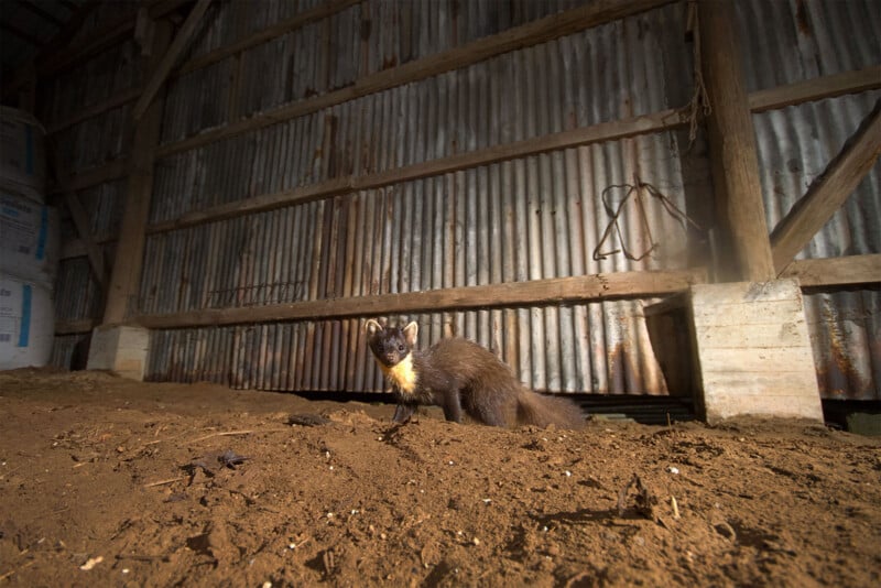 A pine marten with a yellowish chest stands on dirt inside a wooden and corrugated metal shed, looking directly at the camera.