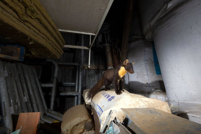A pine marten with a bushy tail and yellowish throat stands alert on top of a large white sack in a dimly lit, cluttered storage area filled with pipes, insulation, and bags.