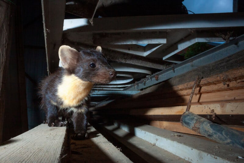 A small dark-furred animal with a yellow patch on its chest stands on a wooden beam inside a dimly lit structure, surrounded by metal and wooden planks.
