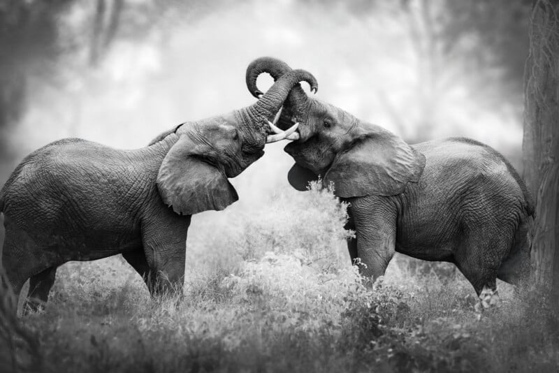 Two elephants face each other in a grassy field, intertwining their trunks in what appears to be playful interaction or gentle sparring. The image is in black and white, highlighting their textured skin.