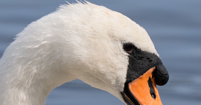 Primer plano de la cabeza y el cuello de un cisne, mostrando sus plumas blancas, manchas negras en los ojos y pico naranja, sobre un fondo azul borroso (posiblemente agua).