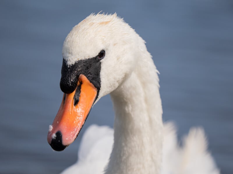 Primer plano de un cisne mudo con cabeza y cuello blancos, pico naranja y marcas negras cerca del pico, contra el agua azul borrosa en el fondo.