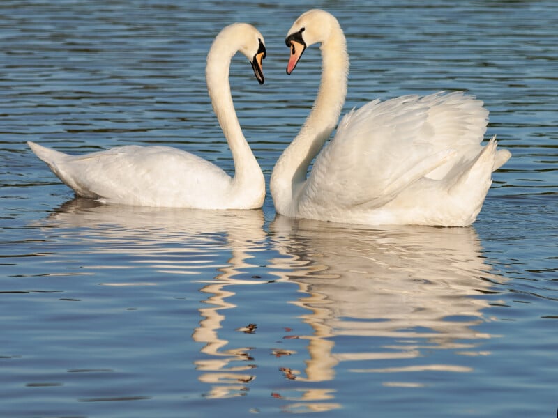 En las tranquilas aguas, dos cisnes blancos se enfrentan, con el cuello formando un corazón. Sus reflejos son claramente visibles en el lago.