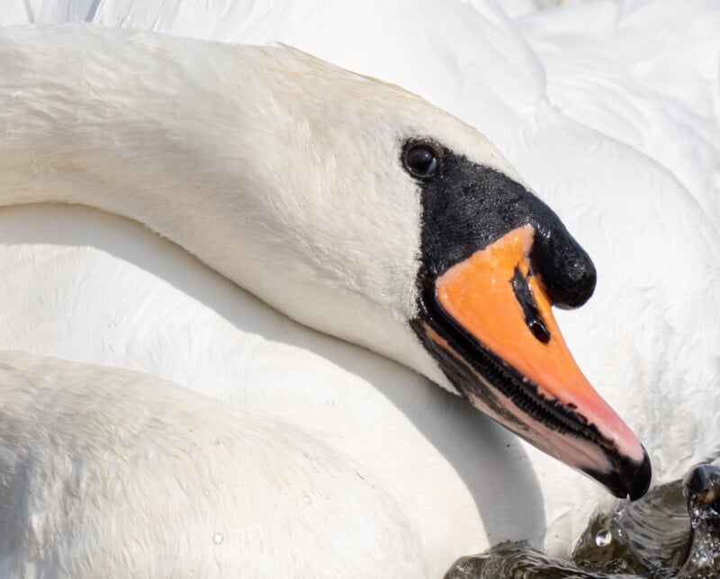 Primer plano de un cisne blanco con pico naranja con punta y base negras y un cuello que se curva elegantemente sobre el cuerpo. Las plumas del cisne están muy detalladas y el fondo es blanco.