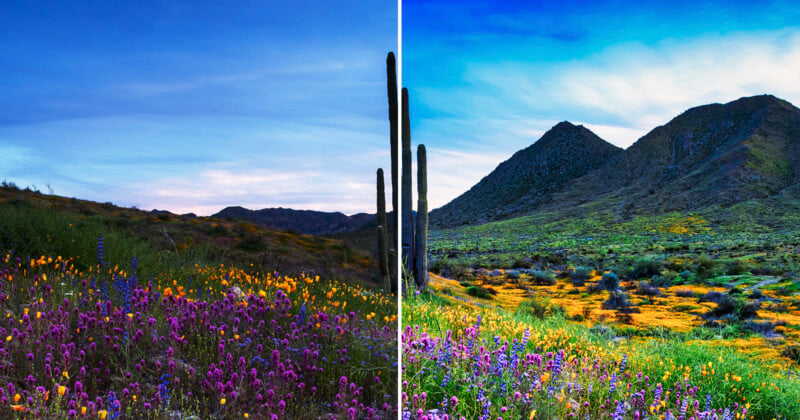 A desert landscape split into two views: both show colorful wildflowers in the foreground, with purple, yellow, and orange blooms, tall cacti, green hills, and mountains under a vibrant blue sky.
