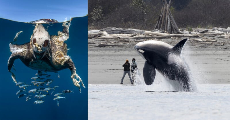 On the left, a sea turtle swims near the surface with small fish below. On the right, an orca leaps from the water close to a beach, where two people stand on the shore with driftwood and trees in the background.