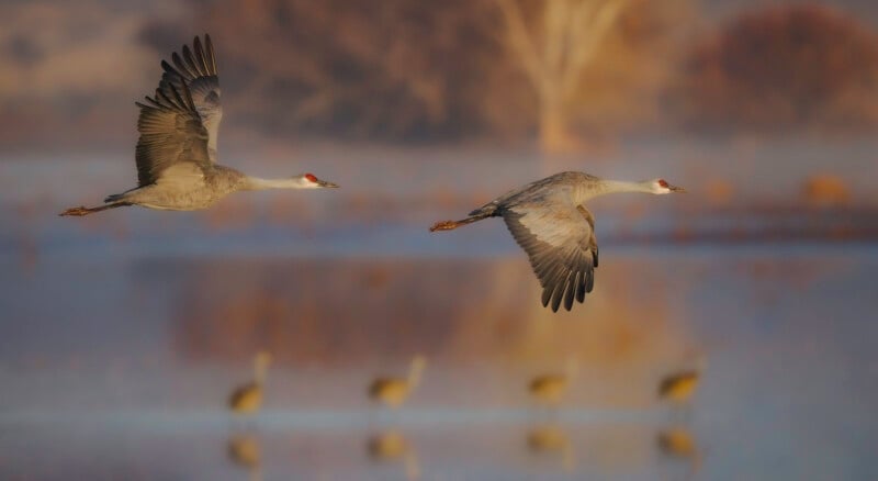 Two sandhill cranes with gray bodies and red crowns fly side by side over a misty wetland, with several blurred birds and trees in the soft, golden background.
