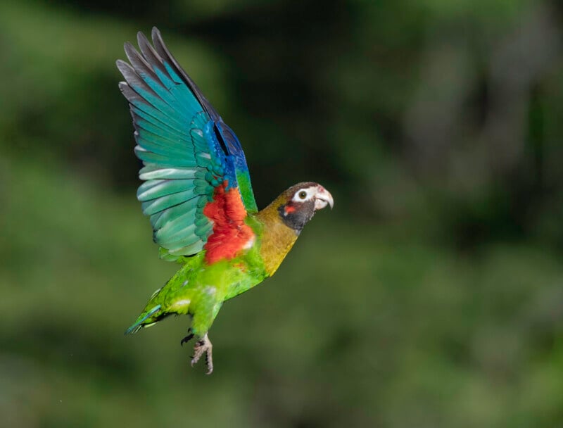 A colorful parrot with green, blue, red, and yellow feathers is flying with wings outstretched against a blurred green background.