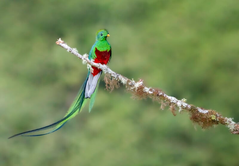 A resplendent quetzal with vibrant green, red, and blue feathers and long tail sits on a mossy branch against a blurred green background.