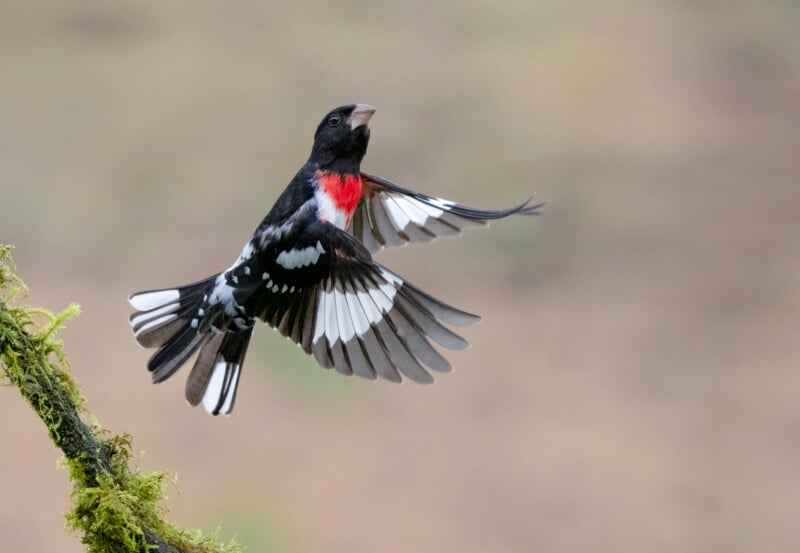 A rose-breasted grosbeak with black and white wings and a bright red patch on its chest is captured in mid-flight near a moss-covered branch, against a blurred beige background.