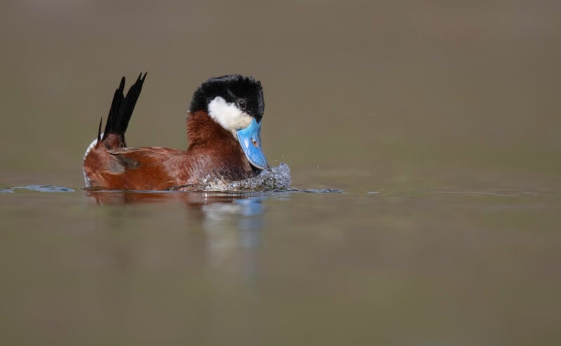 A ruddy duck with a bright blue bill and spiky tail swims on calm water, creating small splashes as it dips its head. The background is blurred and neutral-colored.