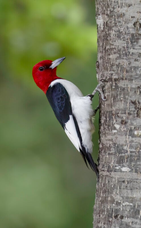 A red-headed woodpecker clings vertically to the side of a tree trunk, displaying its striking red head, white body, and black wings, with a blurred green background.