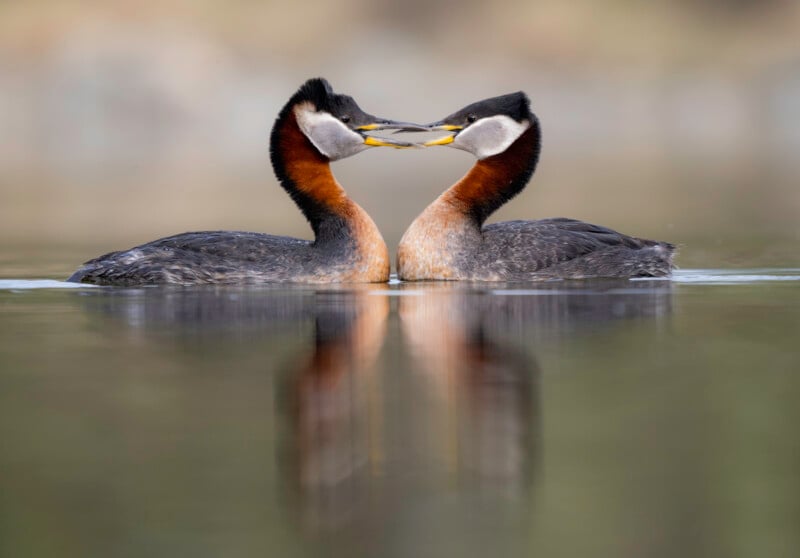 Two red-necked grebes face each other in water, touching beaks in a mirrored display. Their reflections are visible on the calm surface, and the blurred background highlights their striking plumage.