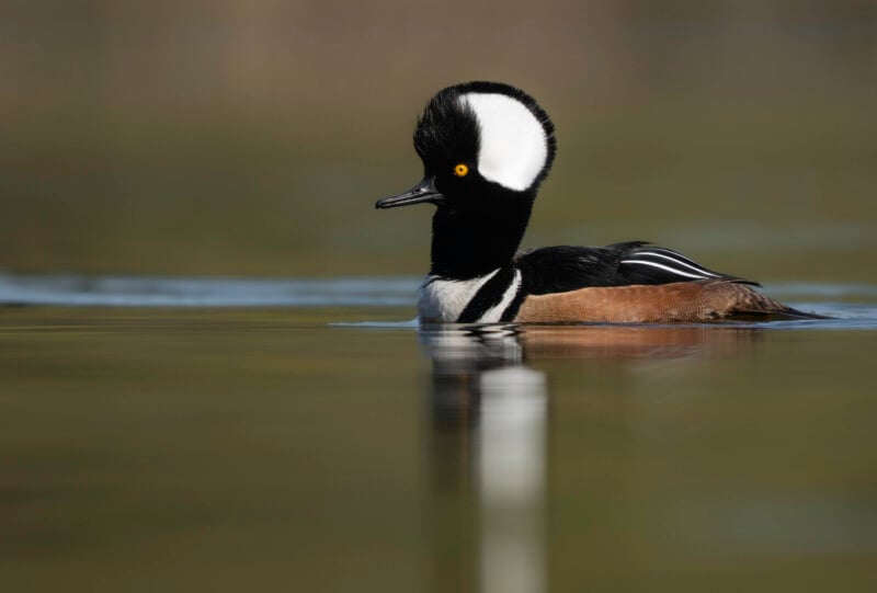 A male hooded merganser duck with striking black and white head markings and a fan-shaped crest swims on calm water, its reflection visible in the surface.