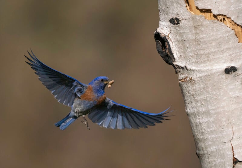 A bluebird with outstretched wings carries a small insect in its beak as it flies toward a tree trunk with a rough, light-colored bark and a dark hole.