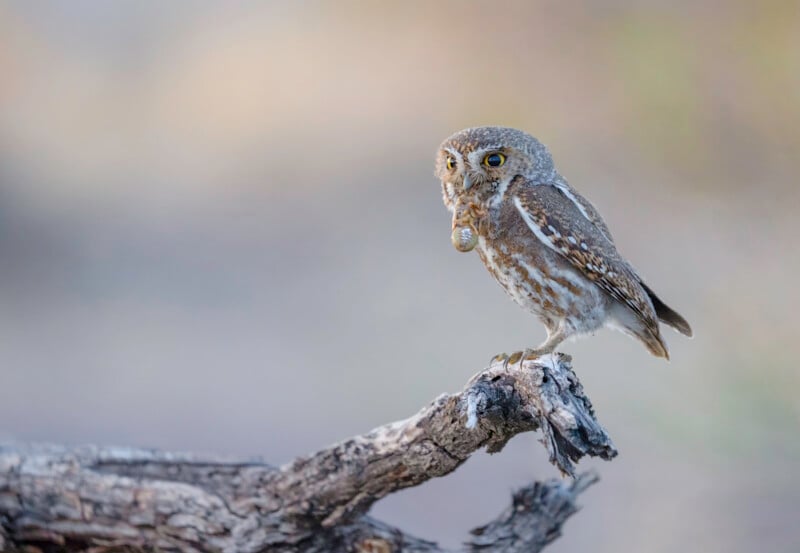 A small owl with speckled brown and white feathers perches on a twisted branch, looking to the right with wide yellow eyes against a soft, blurred background.