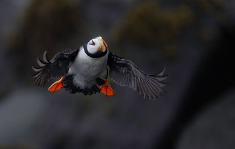 A puffin with orange feet and beak is flying with its wings spread wide against a dark, blurred background.