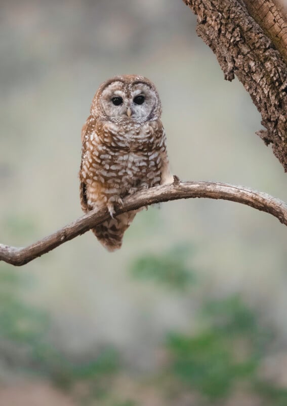 A barred owl with brown and white feather patterns is perched on a tree branch, facing forward. The background is blurred with earthy tones and soft green hues.