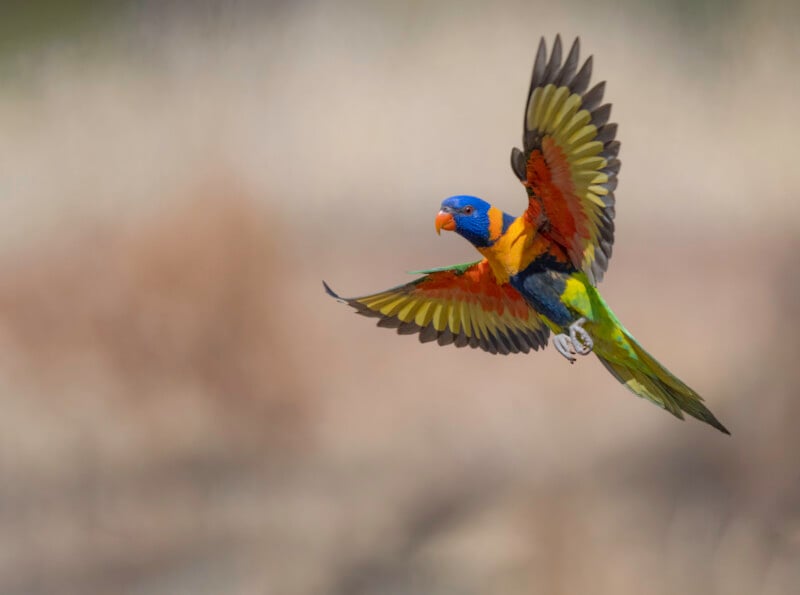 A rainbow lorikeet with bright blue, green, orange, and yellow feathers flies with wings spread wide against a blurred, neutral background.