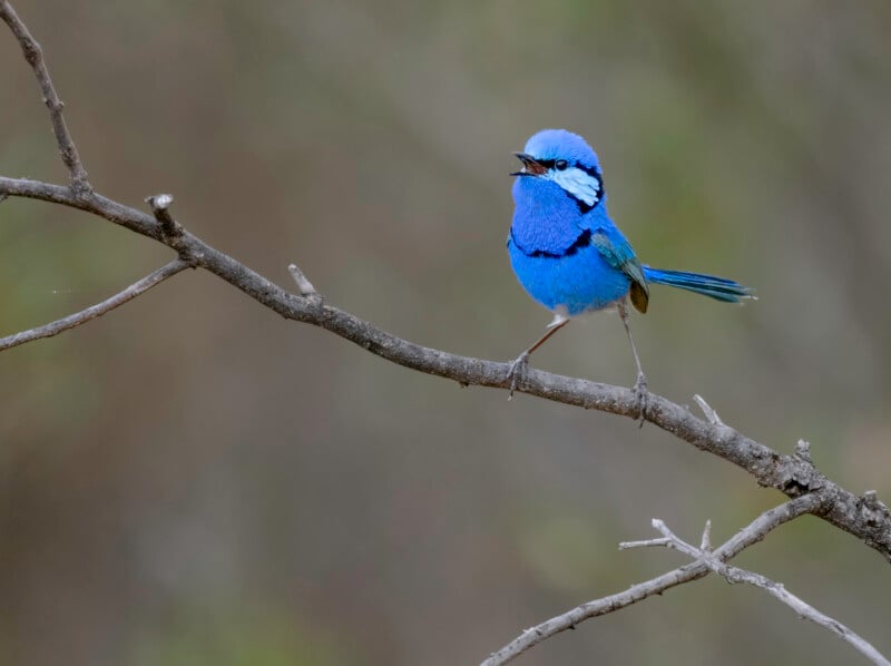 A vibrant blue fairy-wren with a black mask and white markings perches on a thin branch, singing, against a blurred natural background.