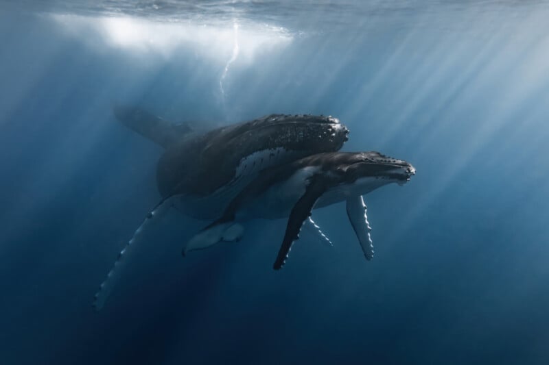 A humpback whale calf swims closely beside its mother underwater as sunlight streams through the surface, illuminating their bodies in the deep blue ocean.