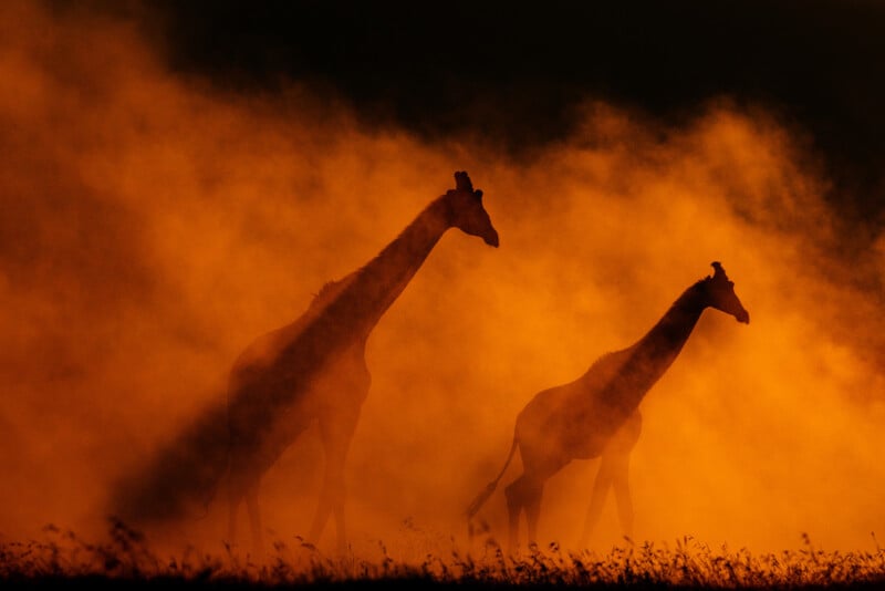 Two giraffes walk side by side through thick orange dust, their silhouettes outlined against the glowing, smoky background.