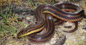 A brightly colored snake with shiny black, red, and yellow stripes is coiled on the ground among grass, soil, and rocks. Its body appears smooth and glossy.