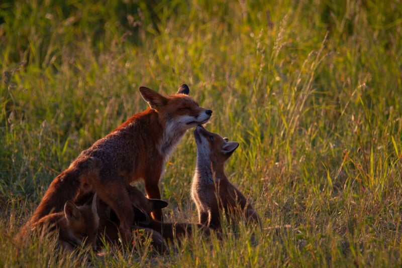 A red fox and her three kits interact in a sunlit grassy field; one kit reaches up to nuzzle the adult fox while the other two kits are close by.