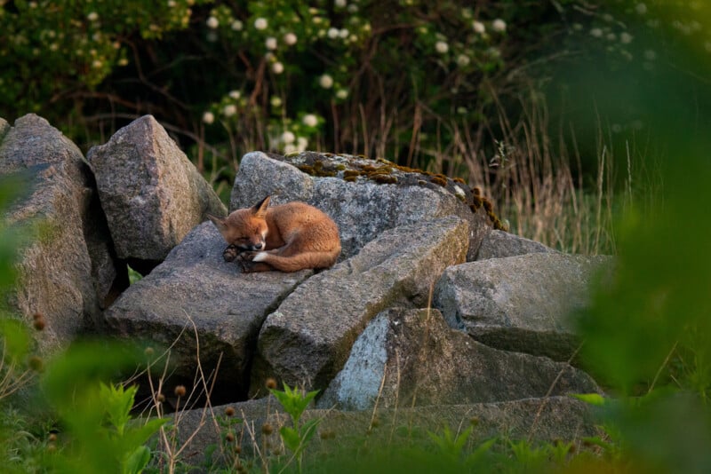 A small, reddish-brown fox curls up and sleeps on large gray rocks surrounded by greenery and wild plants in a natural outdoor setting.