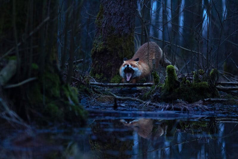 A red fox stands on mossy ground in a dark, wooded swamp, mouth open wide in a snarl or yawn, with its reflection visible in the still water below.