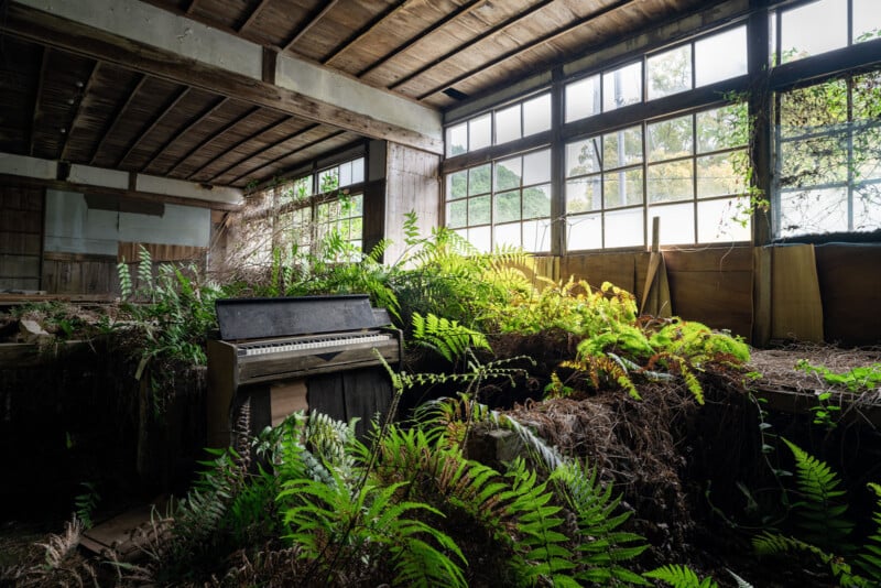 An old, abandoned piano sits among overgrown ferns and plants inside a decaying room with large, broken windows letting in sunlight. The space is filled with greenery reclaiming the neglected interior.