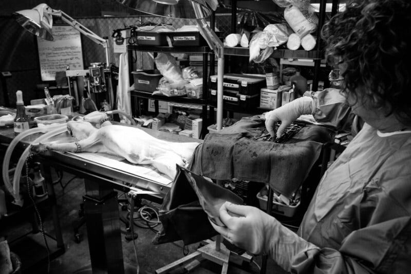 A veterinarian in surgical gown and gloves operates on a dog lying on an exam table in a clinic, surrounded by medical equipment and supplies. The scene is detailed and busy, captured in black and white.