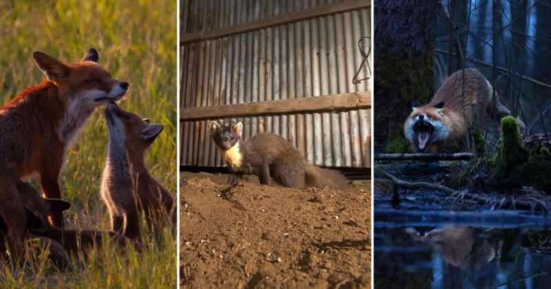 A collage of three images: left, a fox with two kits nuzzling in a sunlit field; center, a pine marten standing alert on dirt inside a shed; right, a snarling fox in a dark, forested, wet environment.