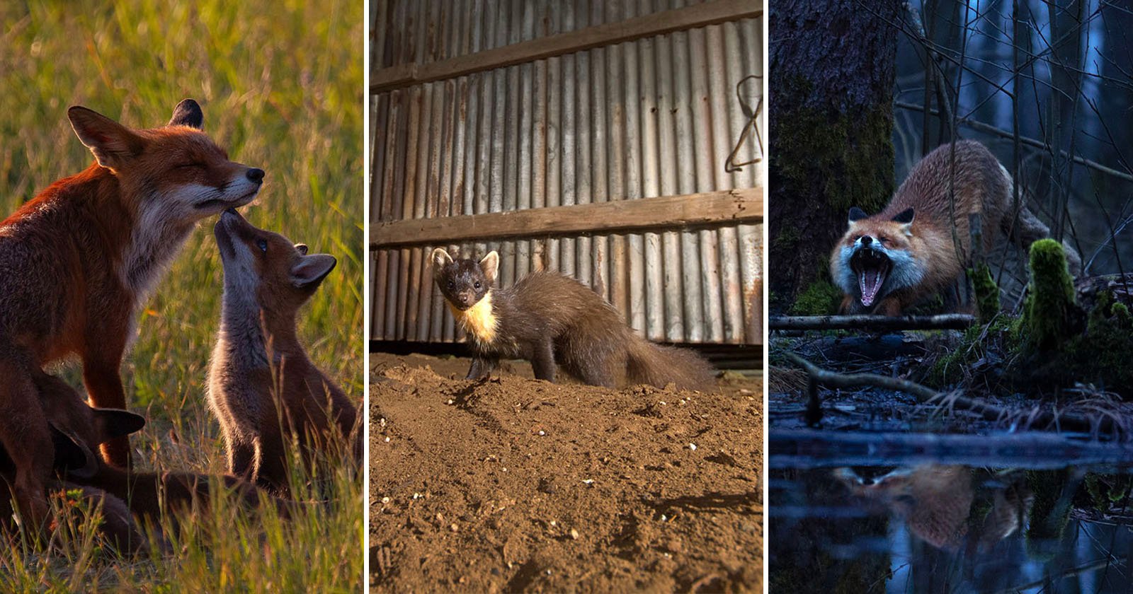 A collage of three images: left, a fox with two kits nuzzling in a sunlit field; center, a pine marten standing alert on dirt inside a shed; right, a snarling fox in a dark, forested, wet environment.